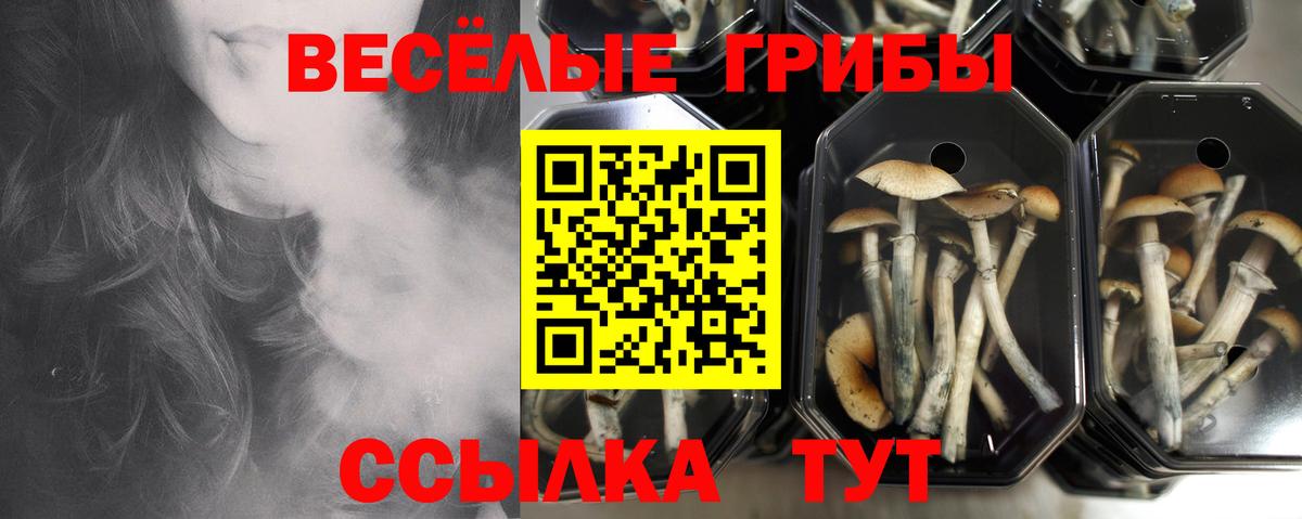 Галлюциногенные грибы Psilocybe Ессентуки